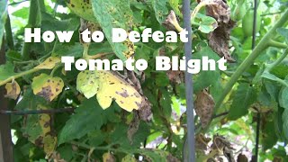 How to Defeat Tomato Blight [upl. by Llehctim]