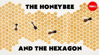 Why do honeybees love hexagons  Zack Patterson and Andy Peterson [upl. by Llennod]