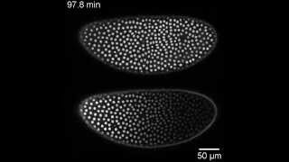 Drosophila embryo expressing BicoidGFP [upl. by Syramad787]