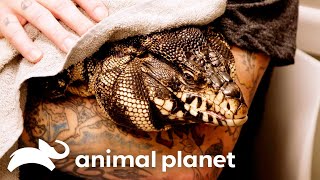 Vets Amazing Efforts Save Tegu Lizard  The Vet Life  Animal Planet [upl. by Mandych]