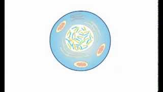 Nucleosome Assembly in Eukaryotes [upl. by Dawes]