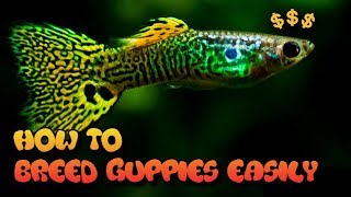 HOW TO BREED GUPPIES 3 EASY WAYS [upl. by Eanaj]