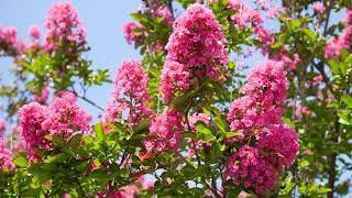 How to Care for Crape Myrtle [upl. by Richela897]