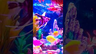 Peaceful Aquarium Fish Tank  Soothing Sounds and Colors aquarium fish [upl. by Neiht808]