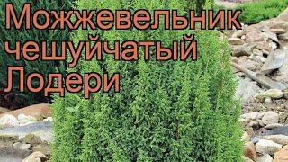 Можжевельник чешуйчатый Лодери loderi 🌿 обзор как сажать саженцы можжевельника Лодери [upl. by Jaehne146]