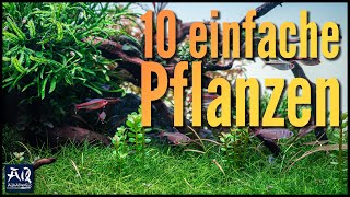 10 einfache Pflanzen für dein Aquarium  AquaOwner [upl. by Amirak]