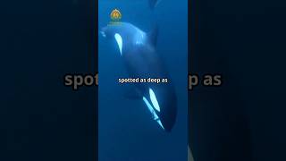 Orcas Why Nothing Can Hunt Them  Astonishing Facts [upl. by Bradway746]