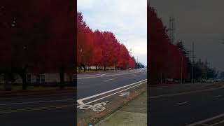 Autumn season in Portland Oregon [upl. by Treblihp]