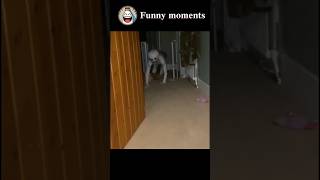 Funny Moments 12 funny meme comedy lol [upl. by Marshal]