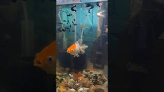 Gold fish ande dene wali hai goldfish shorts mollyfish aquarium viralvideo fishing fish [upl. by Ostap]