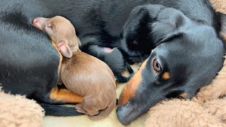 Mini Dachshund gives birth to 3 puppies There is 1 chocolate puppy [upl. by Attenal932]