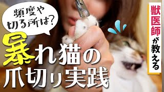 猫の一人爪切り完全版！！獣医師が気をつけているのはどんなこと？！ [upl. by Suravart259]