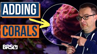 Beginner Tips Tricks for Mounting Your Corals EP 45b [upl. by Sdlonyer]