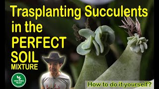 Perfect Soil Mixture for Transplanting Succulents  How to do it yourself succulents perfectsoil [upl. by Lledrev713]