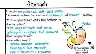 Stomach and its parts with Diagram 📝🖊️ [upl. by Llenrahc426]