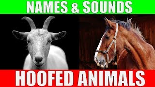 HOOFED ANIMALS Names and Sounds for Kids to Learn  Learning Ungulates Hoofed Mammals [upl. by Moser]