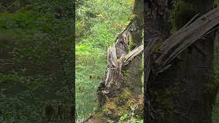 Fall at Cowichan River [upl. by Adniral]