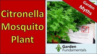 Does the Citronella mosquito Plant Repel Mosquitoes [upl. by Anoi583]