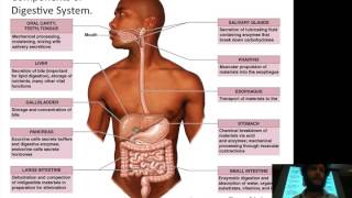 Lecture 10 012216 Gastrointestinal Physiology [upl. by Siderf]