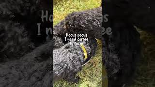 Happy Halloween dog curlycoatedretriever doglover puppies dogs love pets halloween [upl. by Ailehpo]