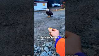 This Bald Eagle LOVES Eggs 😂 [upl. by Poole982]