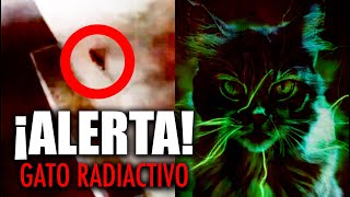 ALERTA en JAPÓN por GATO RADIACTIVO que CAYÓ en una tina de QUÍMICOS ¿QUÉ PASARÍA si lo TOCAS [upl. by Acnaib949]