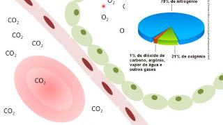 Sistema Respiratório  Hematose [upl. by Almap]