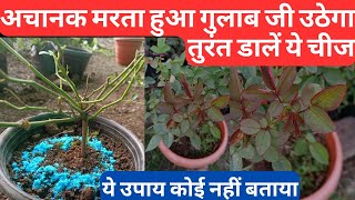 How to save a rose dying plant Marta hua gulab kaise bachaye [upl. by Gwenneth546]