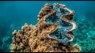 Daily Dose of Nature  Secrets of the Deep Hydrothermal Vents Beneath the Sea [upl. by Noirda567]