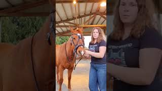 Demo of how our bitless cross over bitless bridle adjusts [upl. by Eedyah668]