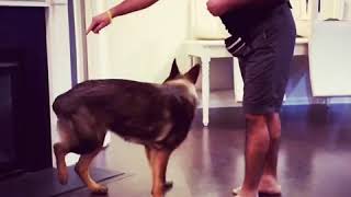 Working on a Odin’s obedience DDR German Shepherd [upl. by Leong921]