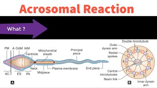 Acrosomal Reaction Explained in Hindi  DC Dutta Explained in Hindi [upl. by Dafna615]