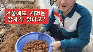 한 겨울에 캐먹는 감자가 있다 Apios [upl. by Man]