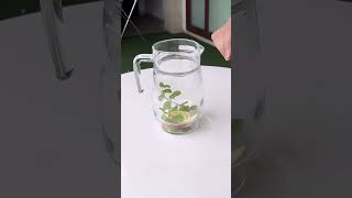 Delicious Detox Water Recipe for Weight Loss  7Day Infused Healthy Water Series [upl. by Ahsila]