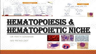 Hematopoiesis amp Hematopoietic Niche  Images  Master Charts  Made Easy [upl. by Ragucci948]