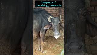 Drenching pneumonia l Dr Umar Khan [upl. by Nylaehs]