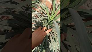 Yucca plant trending garden gardening shorts viralshorts flowers nature naturelovers yt [upl. by Lindsy]