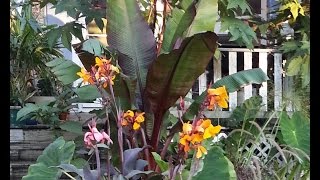 Overwintering Ensete Banana [upl. by Parsons]