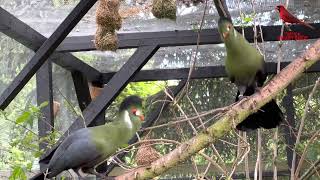 🔊🔔White Cheeked Turaco Bird Sounds  Turaco Bird Song  Aviary Birds bird birds [upl. by Aihsi]