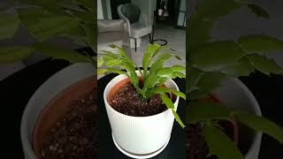 christmas cactus schlumbergea bridgesiiasmr youtubeshorts lesfaidavlog6610 [upl. by Nnylaj]