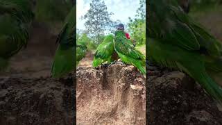 A man walks across a lot of parrots on the groundpart1parrot birds nature eagle dance gaming [upl. by Amaryllis573]