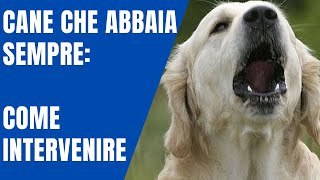 Cane che abbaia sempre come intervenire [upl. by Anni]