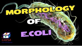 Inside E coli A Detailed Look at Its Morphological Structure [upl. by Erasmo]