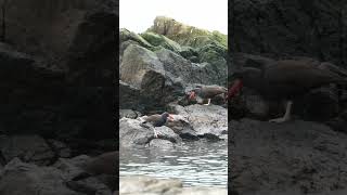 Black Oystercatchers feeding [upl. by Sucramel]