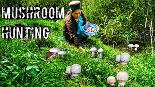 Horse Mushroom Agaricus Arvensis Hunting Kinnaur HP Wild Mushroom [upl. by Eatnwahs]