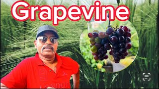 Grapevinehomemade grape vine 🍇 [upl. by Petta823]