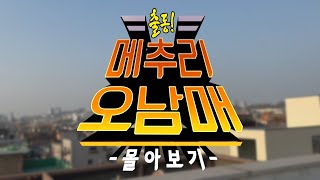 메추리 오남매 몰아보기 [upl. by Collayer]