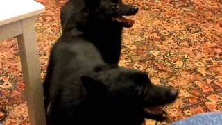 Schipperkes barking [upl. by Sinegold976]