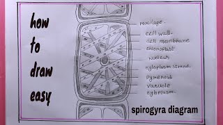 How to draw spirogyra cell diagramspirogyra cell drawing easy [upl. by Alden]