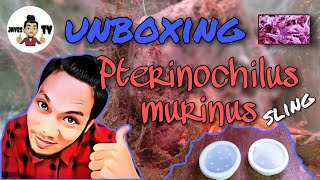 Pterinochilus murinus UNBOXING sling [upl. by Anastice160]